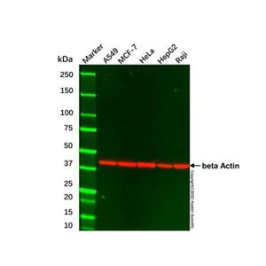 aladdin 阿拉丁 cl155906 A549 Whole Cell Lysate 200μg, Mycoplasma free