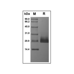 Recombinant Human 4-1BB Ligand Protein,Recombinant Human 4-1BB Ligand Protein