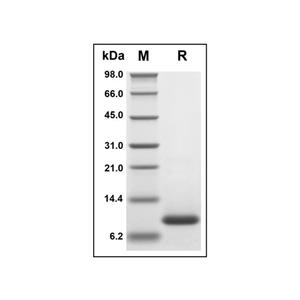 Recombinant Human Eotaxin 2 Protein,Recombinant Human Eotaxin 2 Protein