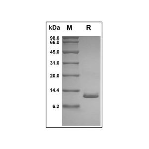 Recombinant Human XCL1 Protein,Recombinant Human XCL1 Protein