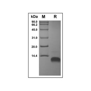 Recombinant Human MDC Protein,Recombinant Human MDC Protein