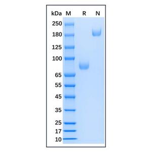 Recombinant Mouse CD14 Protein,Recombinant Mouse CD14 Protein