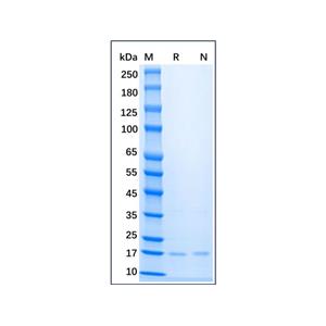 aladdin 阿拉丁 rp153964 Recombinant Mouse FGF basic/FGF2/bFGF Protein Animal Free, >98%(SDS-PAGE), Active, E.coli, His, 11-154aa
