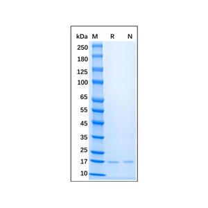 Recombinant Mouse FGF basic/FGF2/bFGF Protein,Recombinant Mouse FGF basic/FGF2/bFGF Protein