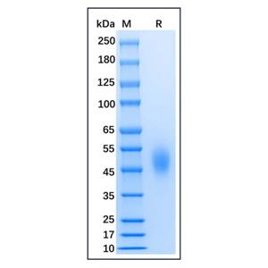 Recombinant Mouse B7-H2 Protein,Recombinant Mouse B7-H2 Protein