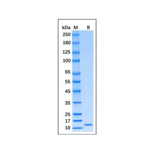 Recombinant Mouse IFN-gamma Protein,Recombinant Mouse IFN-gamma Protein