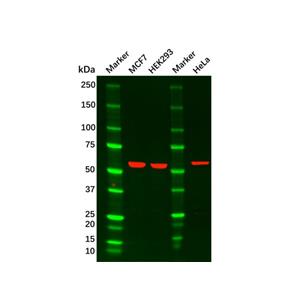 AKT1 Mouse mAb,AKT1 Mouse mAb