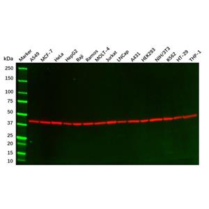 aladdin 阿拉丁 Ab155822 beta Actin Mouse mAb mAb (2D10); Mouse anti Human beta actin Antibody; WB, Flow, ICC/IF, ELISA; Unconjugated