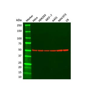 aladdin 阿拉丁 Ab155823 beta Tubulin Mouse mAb mAb (2F1); Mouse anti Human beta tubulin Antibody; WB, Flow, ICC / IF, ELISA; Unconjugated