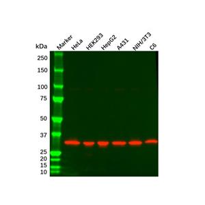 aladdin 阿拉丁 Ab155826 PCNA Mouse mAb mAb (3D7); Mouse anti Human PCNA Antibody; WB, Flow, ICC/IF, ELISA; Unconjugated