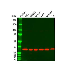 PCNA Mouse mAb,PCNA Mouse mAb