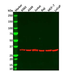 PCNA Mouse mAb,PCNA Mouse mAb