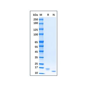 Recombinant Mouse SCF Protein,Recombinant Mouse SCF Protein