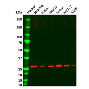 aladdin 阿拉丁 Ab156561 HMGB1 Mouse mAb mAb (AB02/4A1); Mouse anti Human HMGB1 Antibody; WB, Flow, ELISA; Unconjugated