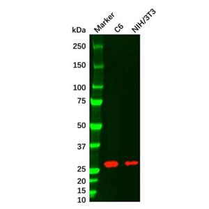 HMGB1 Mouse mAb,HMGB1 Mouse mAb