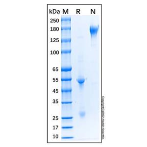 aladdin 阿拉丁 Ab170219 Sheep IgG ＞95%; Isotype Control Antibody; Sheep IgG; Unconjugated