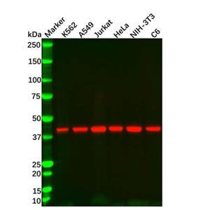 beta Actin Mouse mAb (HRP),beta Actin Mouse mAb (HRP)