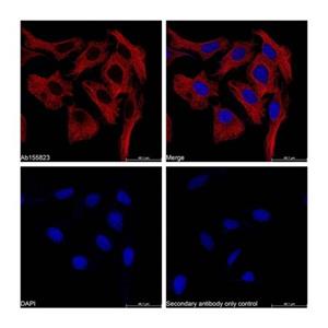 Goat Anti-Mouse IgG H&L (TRITC),Goat Anti-Mouse IgG H&L (TRITC)