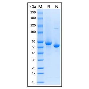 Native Guinea Pig Serum Albumin Protein,Native Guinea Pig Serum Albumin Protein