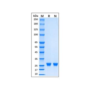 Recombinant EN-TEV Protease Protein,Recombinant EN-TEV Protease Protein