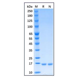 Recombinant Human CD40 Ligand/TNFSF5 Protein,Recombinant Human CD40 Ligand/TNFSF5 Protein