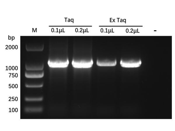 Recombinant Taq DNA Polymerase Protein,Recombinant Taq DNA Polymerase Protein