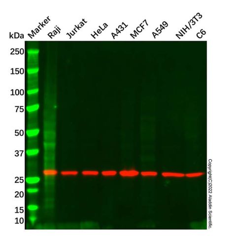 14-3-3 zeta Mouse mAb,14-3-3 zeta Mouse mAb