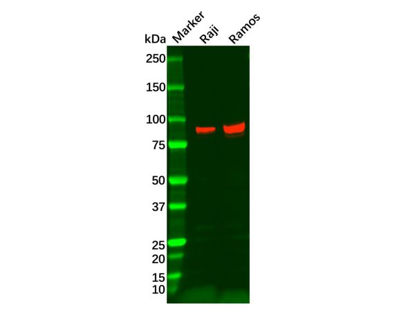 Recombinant BCL6 Antibody,Recombinant BCL6 Antibody