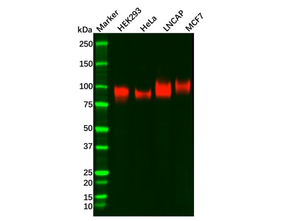 CD276 Antibody,CD276 Antibody