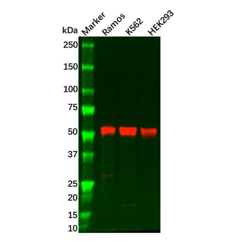 Cyclin B1 Antibody,Cyclin B1 Antibody