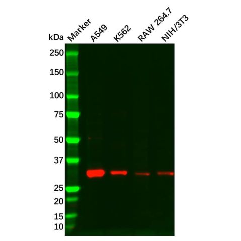 Cyclin D3/CCND3 Antibody,Cyclin D3/CCND3 Antibody