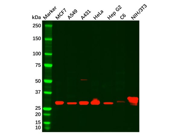 Galectin 3 Antibody,Galectin 3 Antibody