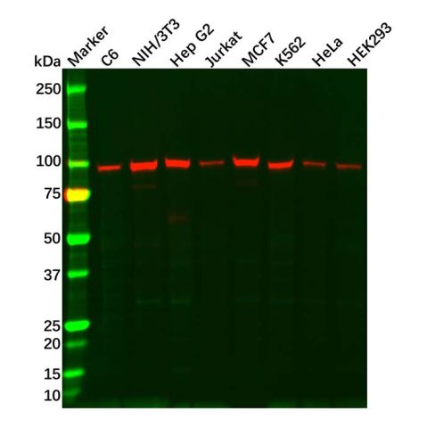 GRP94 Antibody,GRP94 Antibody