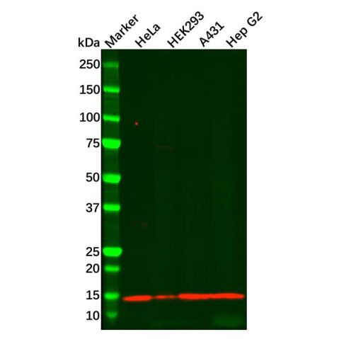 Recombinant Histone H4 Antibody,Recombinant Histone H4 Antibody