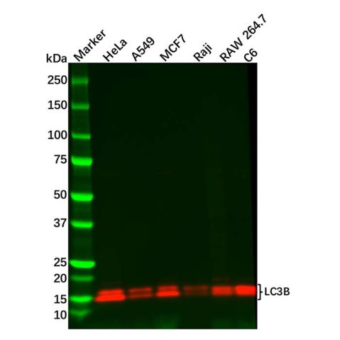 Recombinant LC3B Antibody,Recombinant LC3B Antibody