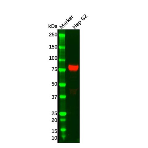 Transferrin Mouse mAb,Transferrin Mouse mAb