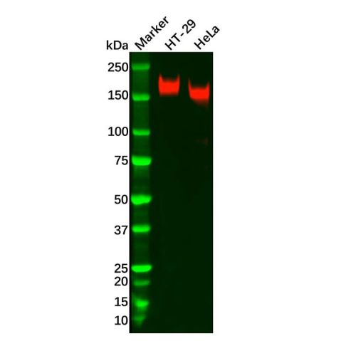 Recombinant PODXL Antibody,Recombinant PODXL Antibody