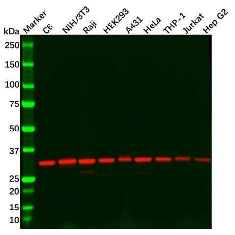 VDAC1/Porin Antibody,VDAC1/Porin Antibody