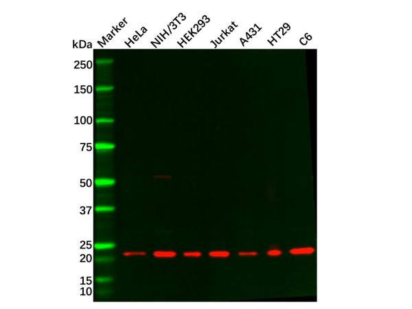 Rac1/2/3 Antibody,Rac1/2/3 Antibody