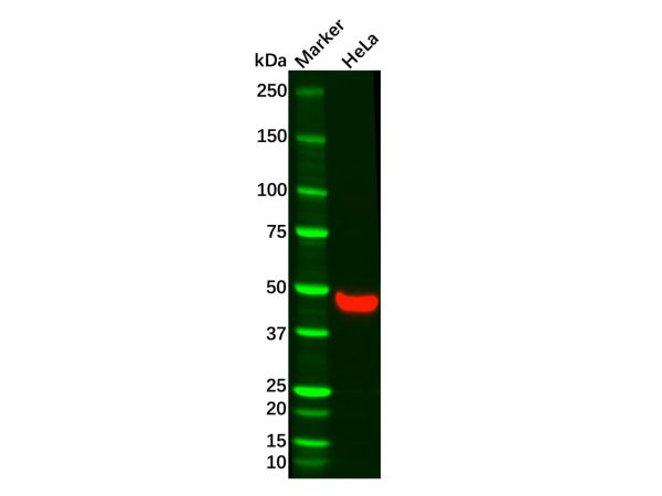 Recombinant Wnt5a Antibody,Recombinant Wnt5a Antibody