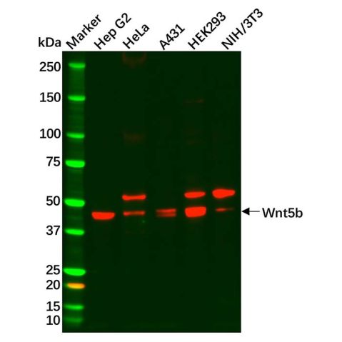 Recombinant Wnt5b Antibody,Recombinant Wnt5b Antibody