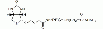 生物素 PEG 酰肼, 生物素 PEG NHNH2,Biotin PEG hydrazide, Biotin PEG NHNH2