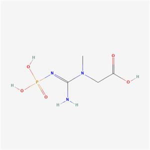 磷酸肌酸,Phosphocreatine