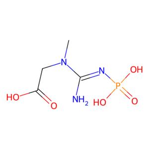 磷酸肌酸,Phosphocreatine