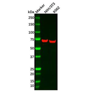 Recombinant ATP6V1A Antibody,Recombinant ATP6V1A Antibody