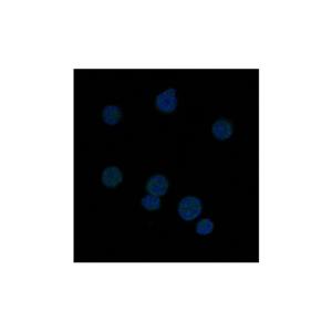 Recombinant BCL6 Antibody,Recombinant BCL6 Antibody