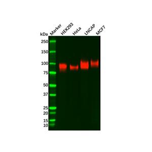 aladdin 阿拉丁 Ab094381 CD276 Antibody pAb; Rabbit anti Human CD276 Antibody; WB, IHC, Flow; Unconjugated