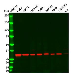 aladdin 阿拉丁 Ab095764 Cdk4 Antibody pAb; Rabbit anti Human Cdk4 Antibody; WB, IHC; Unconjugated