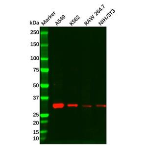 aladdin 阿拉丁 Ab098455 Cyclin D3/CCND3 Antibody pAb; Rabbit anti Human Cyclin D3/CCND3 Antibody; WB; Unconjugated