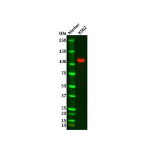 FAK Antibody,FAK Antibody